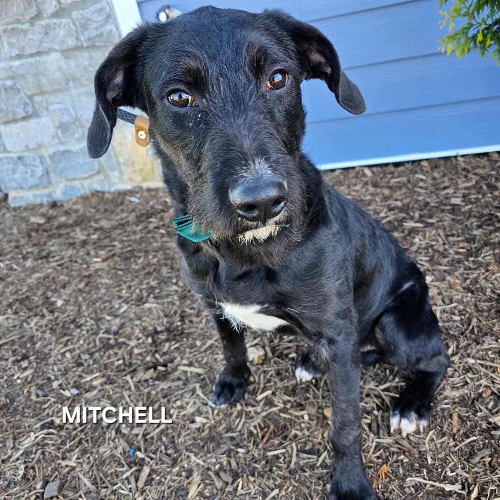 Enlarge Mitchell, a Adoptable mixed breed in Phoenix, AZ image 1/4