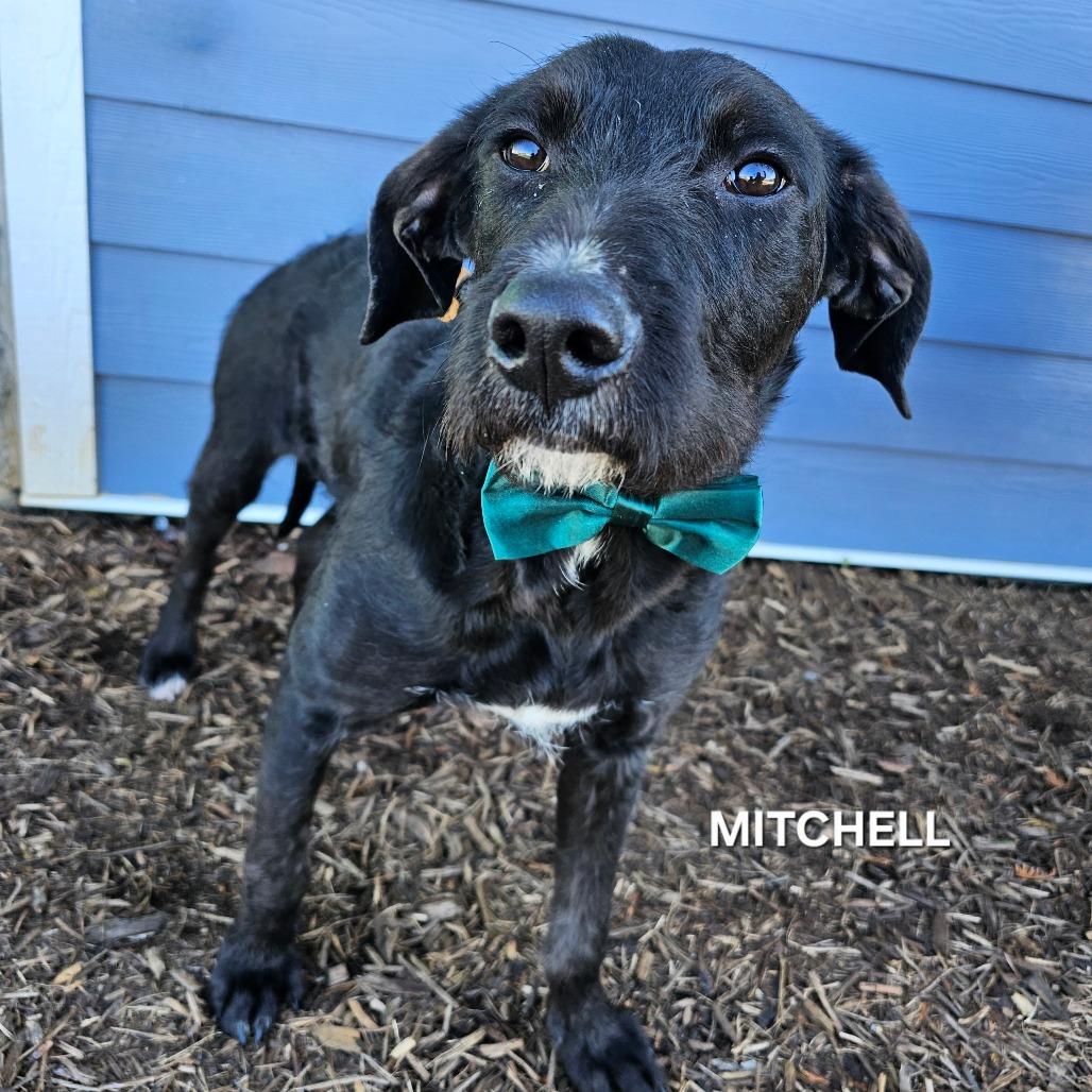 Enlarge Mitchell, a Adoptable mixed breed in Phoenix, AZ image 2/4