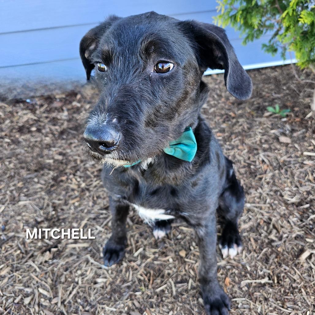 Enlarge Mitchell, a Adoptable mixed breed in Phoenix, AZ image 3/4