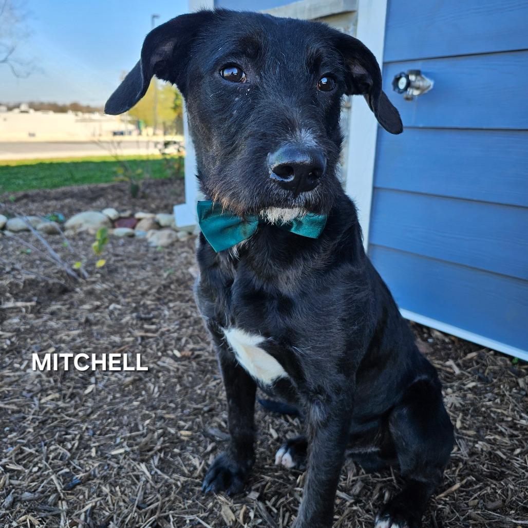 Enlarge Mitchell, a Adoptable mixed breed in Phoenix, AZ image 4/4