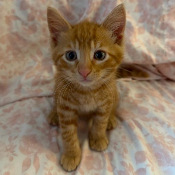 Colby (In Foster), an adopted Domestic Short Hair in Watertown, WI image 1/4
