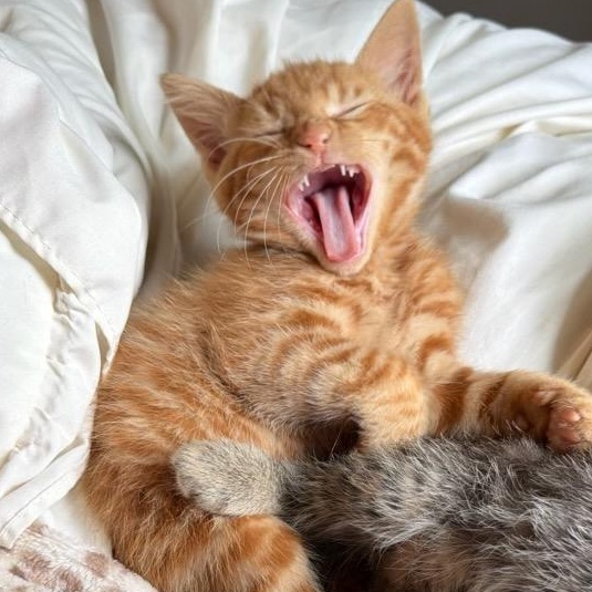 Colby (In Foster), an adopted Domestic Short Hair in Watertown, WI image 2/4