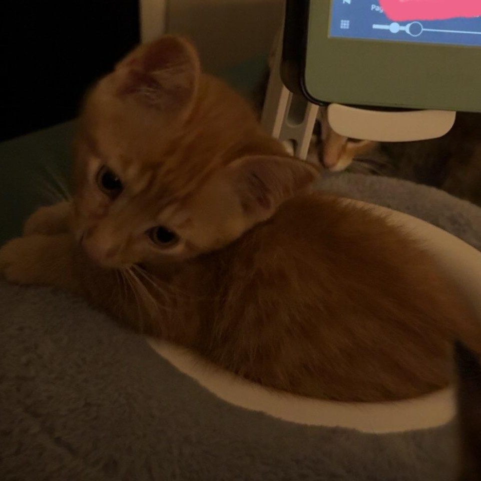 Colby (In Foster), an adopted Domestic Short Hair in Watertown, WI image 3/4