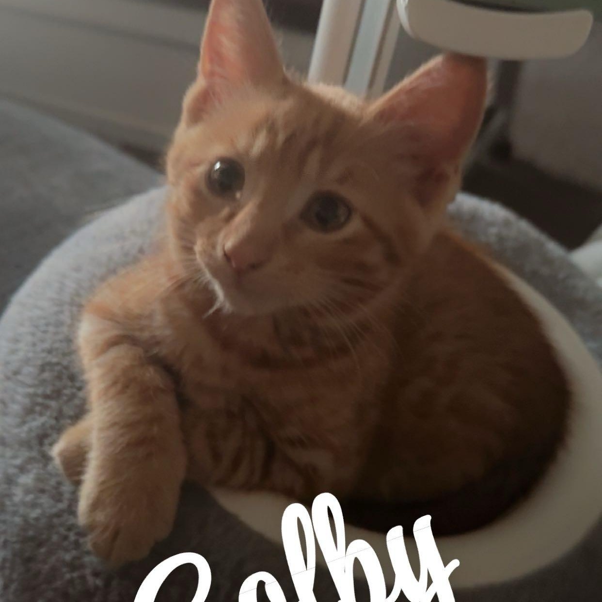 Colby (In Foster), an adopted Domestic Short Hair in Watertown, WI image 4/4