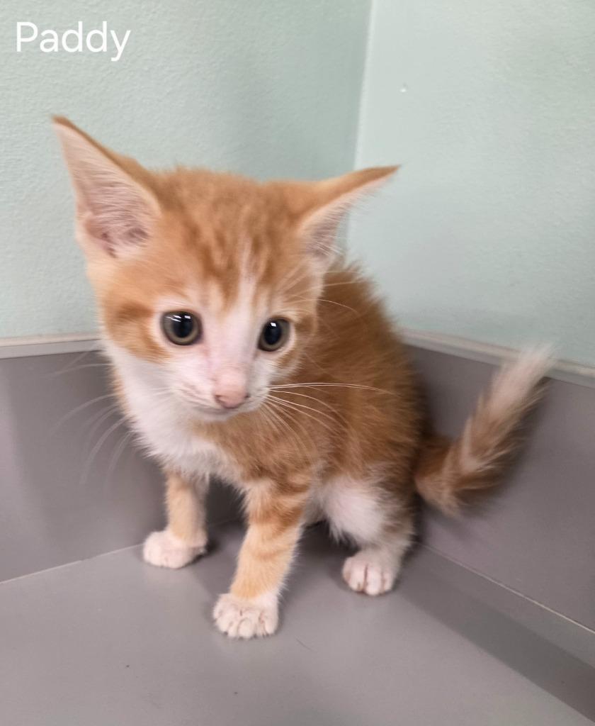Paddy, Adoptable, Kitten Male Domestic Short Hair.