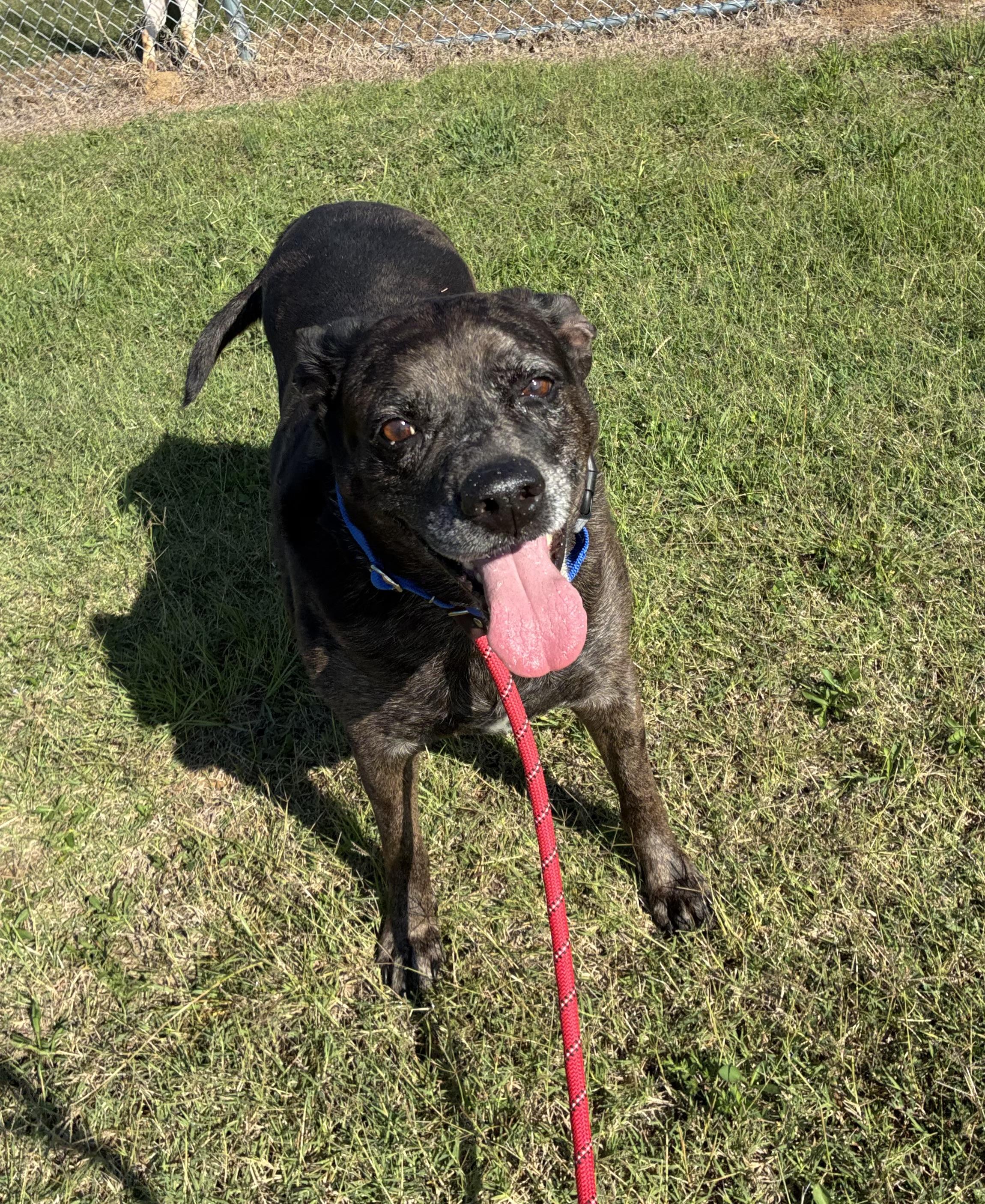 Angus, a Adoptable mixed breed in Senatobia, MS image 4/5