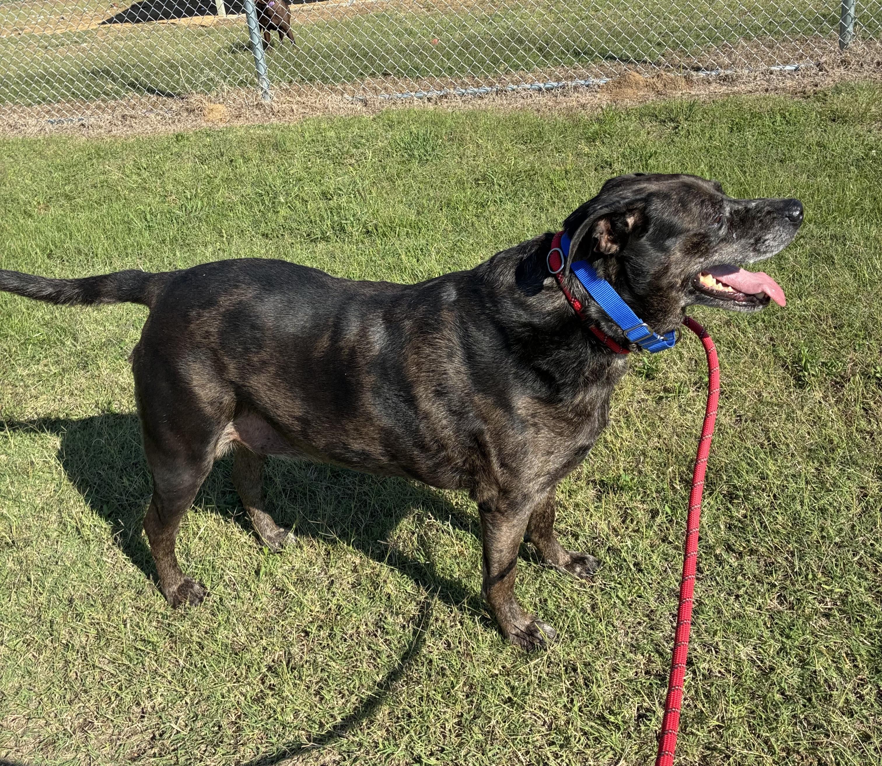 Angus, a Adoptable mixed breed in Senatobia, MS image 5/5