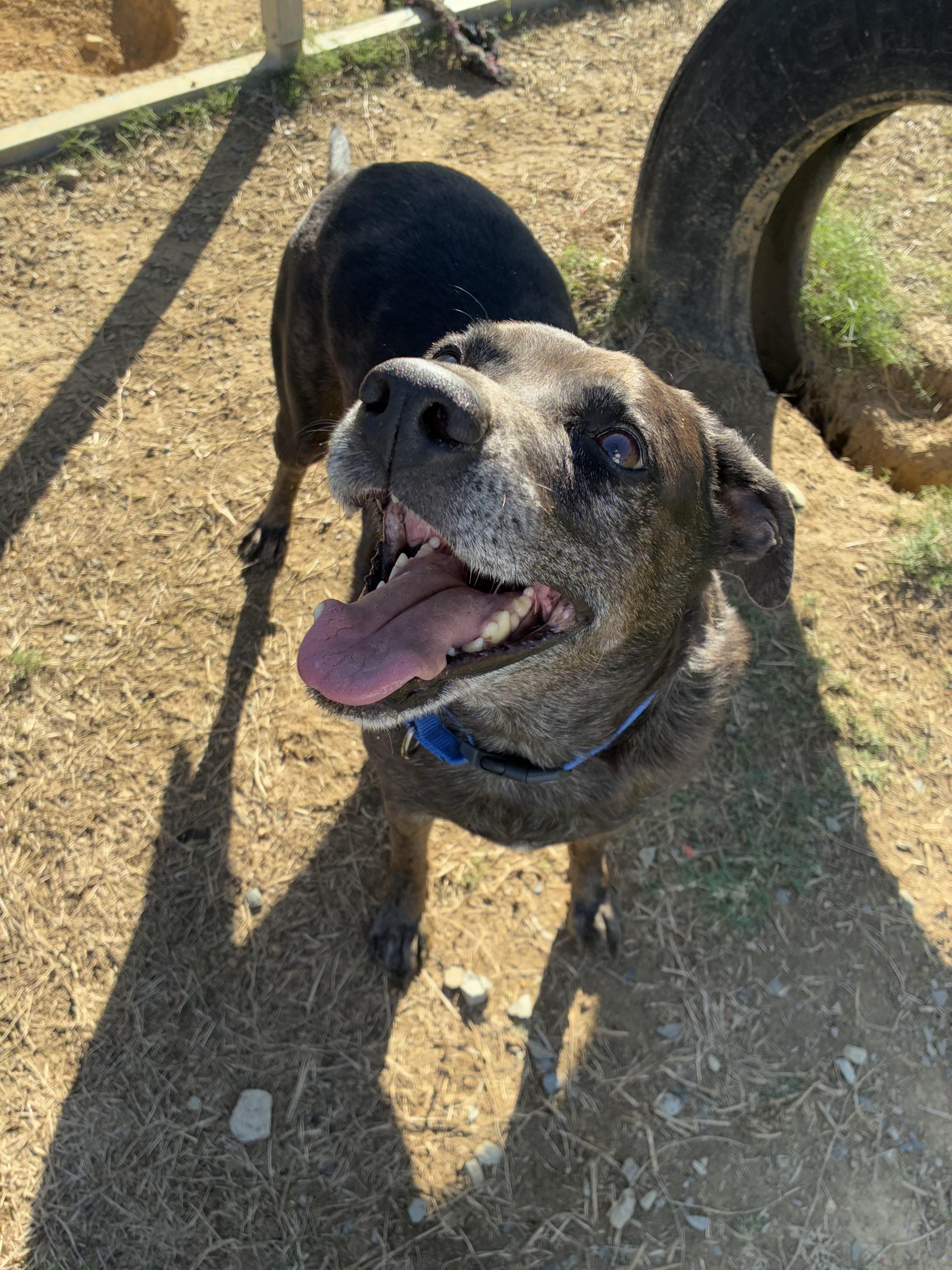 Angus, a Adoptable mixed breed in Senatobia, MS image 1/5