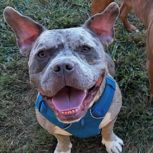SHADOW, a Adopted Pit Bull Terrier in Pittsburgh, PA image 1/4