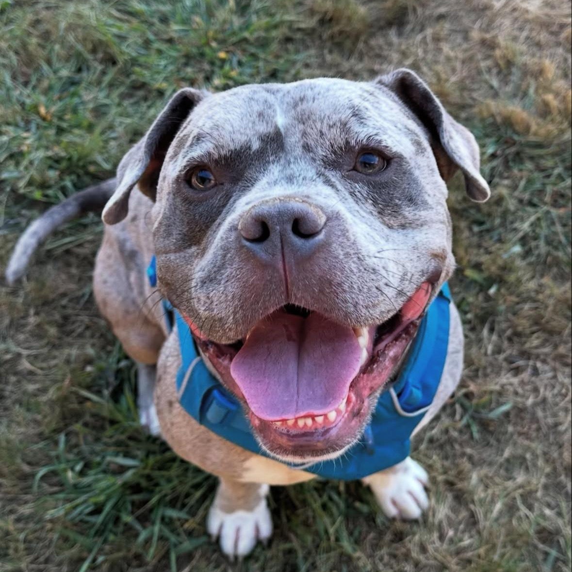 SHADOW, a Adopted Pit Bull Terrier in Pittsburgh, PA image 2/4