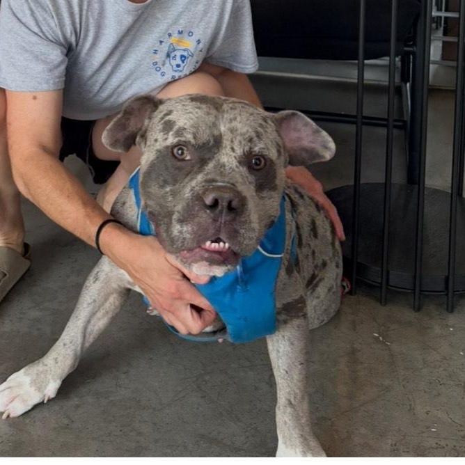 SHADOW, a Adopted Pit Bull Terrier in Pittsburgh, PA image 3/4