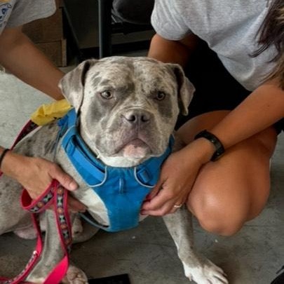 SHADOW, a Adopted Pit Bull Terrier in Pittsburgh, PA image 4/4