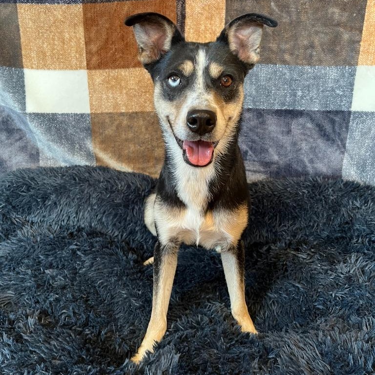 Enlarge Freckles, a Adoptable Cattle Dog in Benld, IL image 1/1