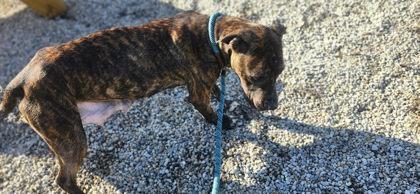 Enlarge Pepper, a Adoptable mixed breed in Munster, IN image 1/3