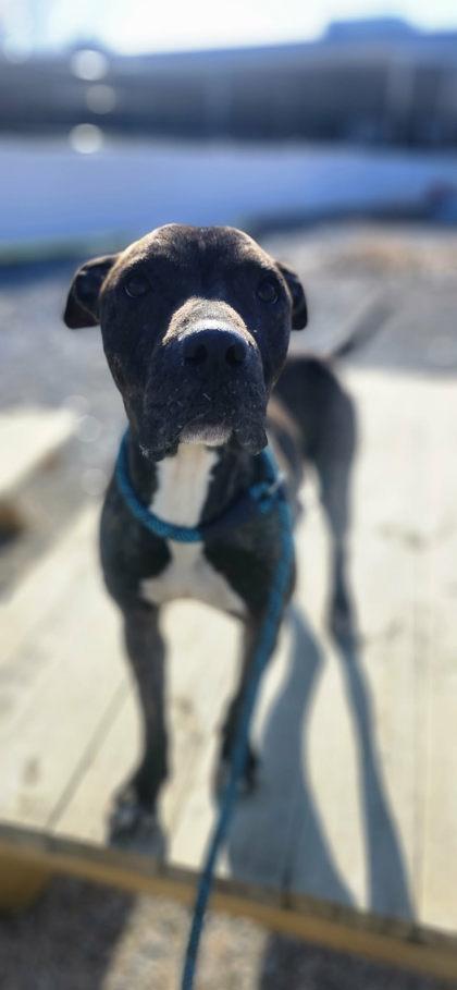 Enlarge Pepper, a Adoptable mixed breed in Munster, IN image 3/3