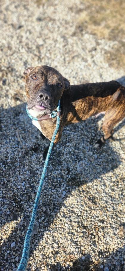 Enlarge Pepper, a Adoptable mixed breed in Munster, IN image 3/3