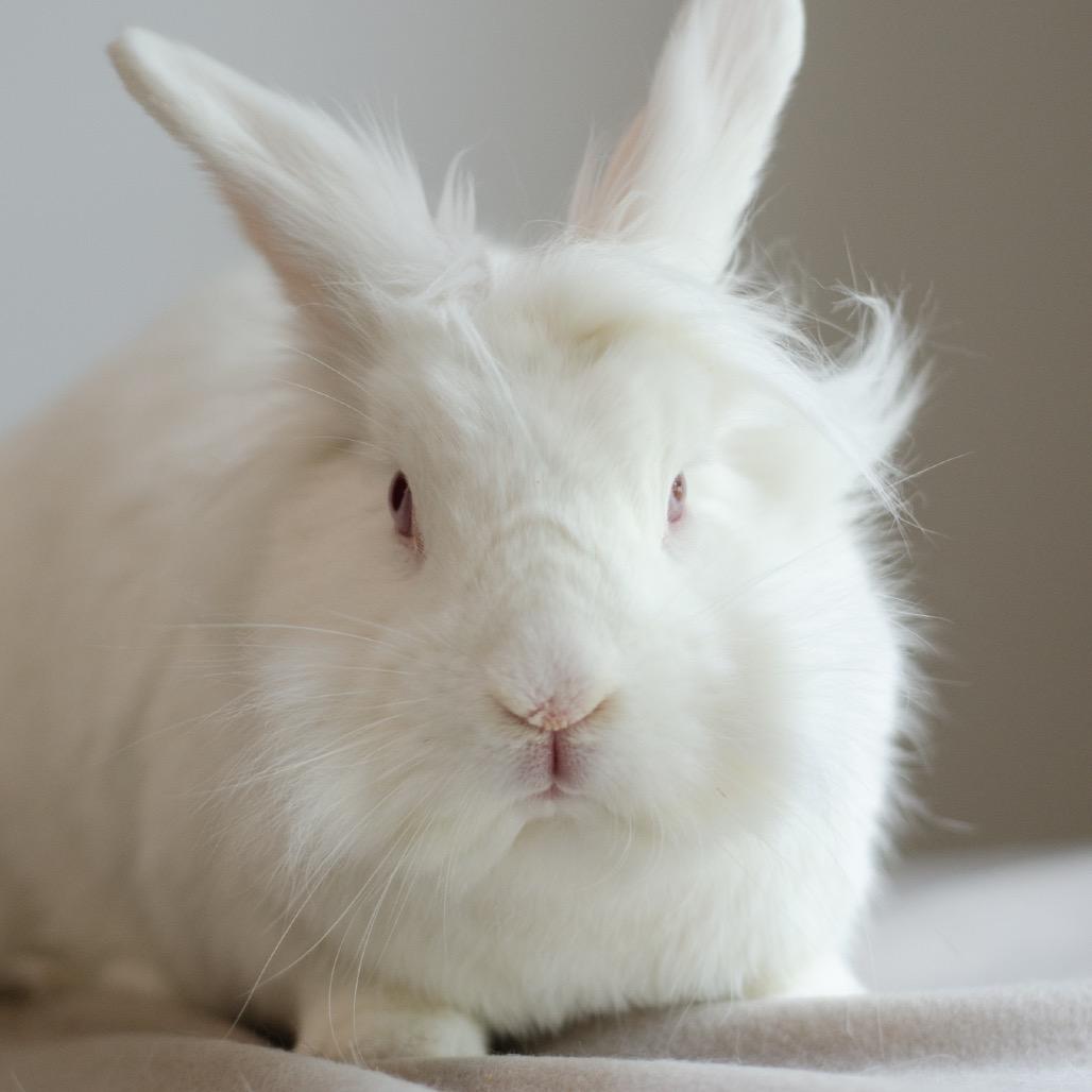 Liliana, a Adoptable Lionhead in Kennesaw, GA image 1/6