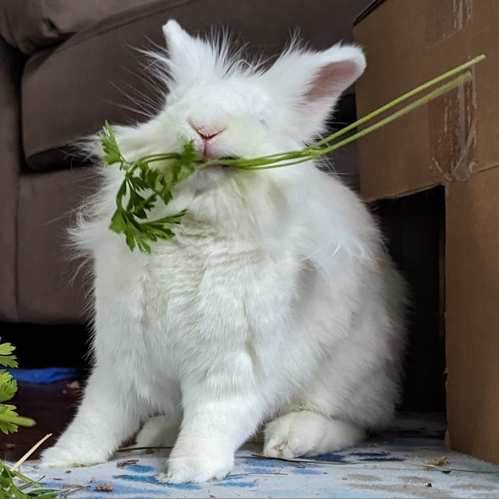 Liliana, a Adoptable Lionhead in Kennesaw, GA image 2/6