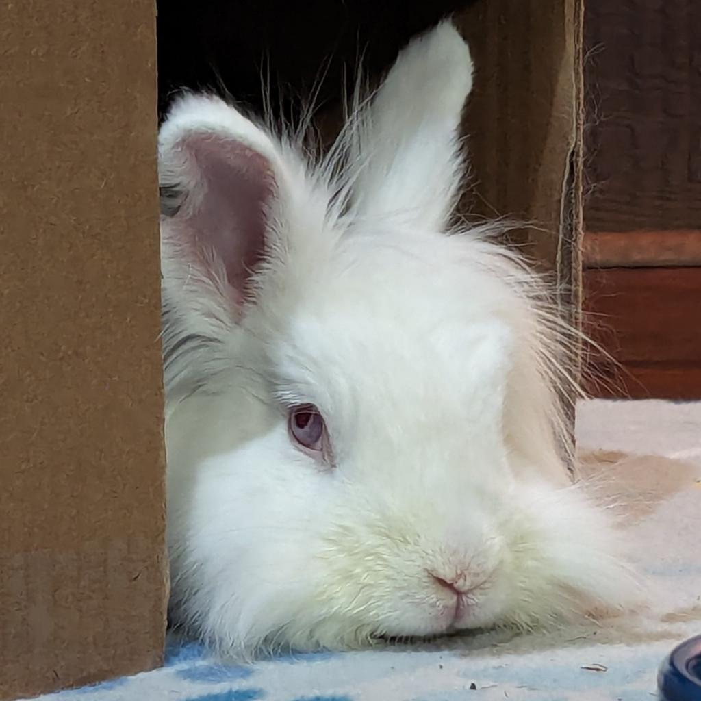 Liliana, a Adoptable Lionhead in Kennesaw, GA image 3/6