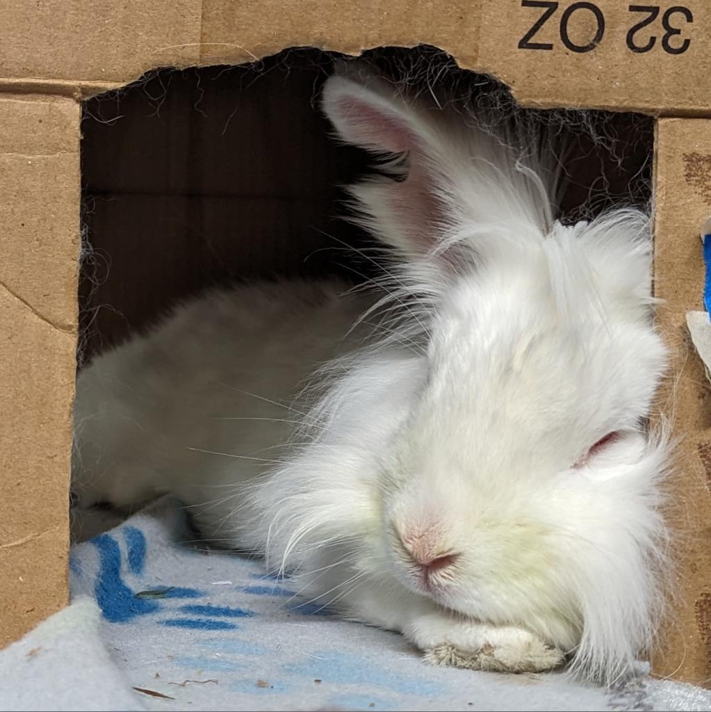 Liliana, a Adoptable Lionhead in Kennesaw, GA image 4/6