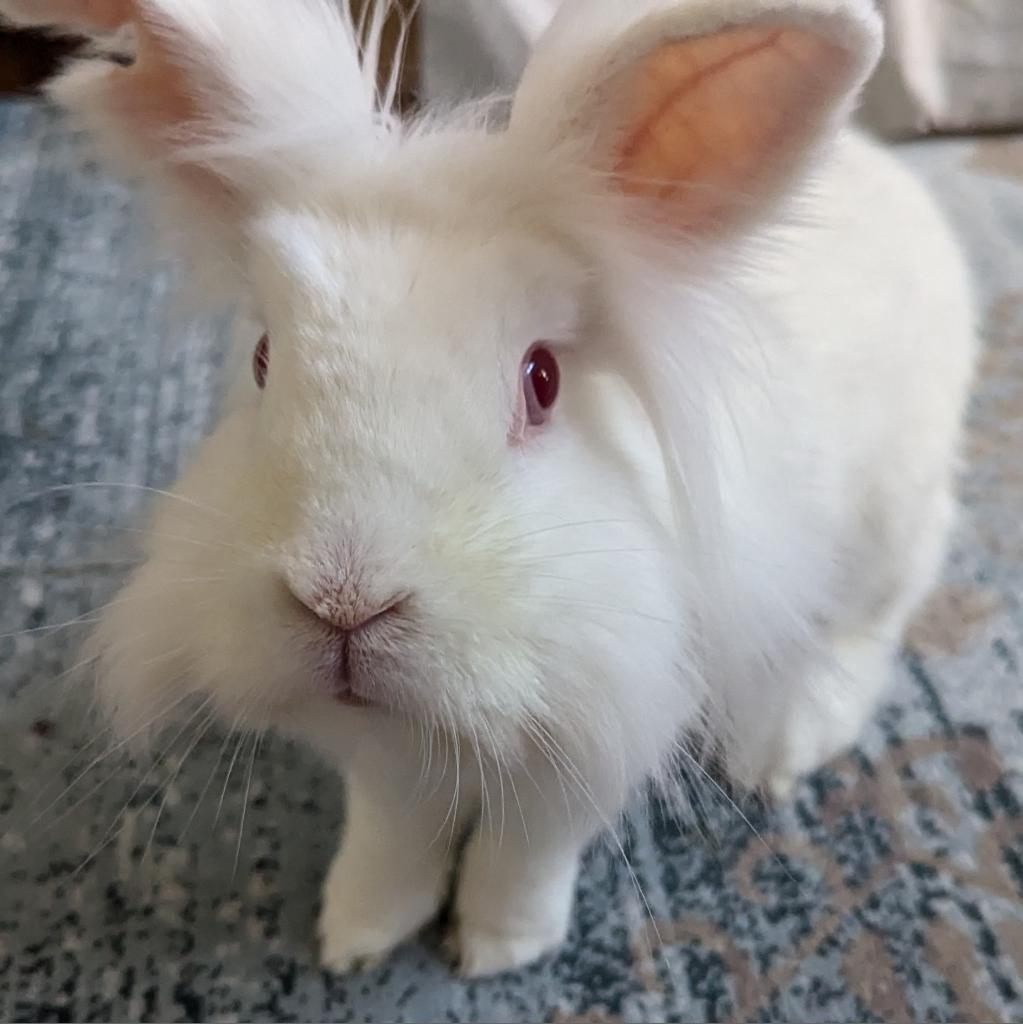 Liliana, a Adoptable Lionhead in Kennesaw, GA image 5/6