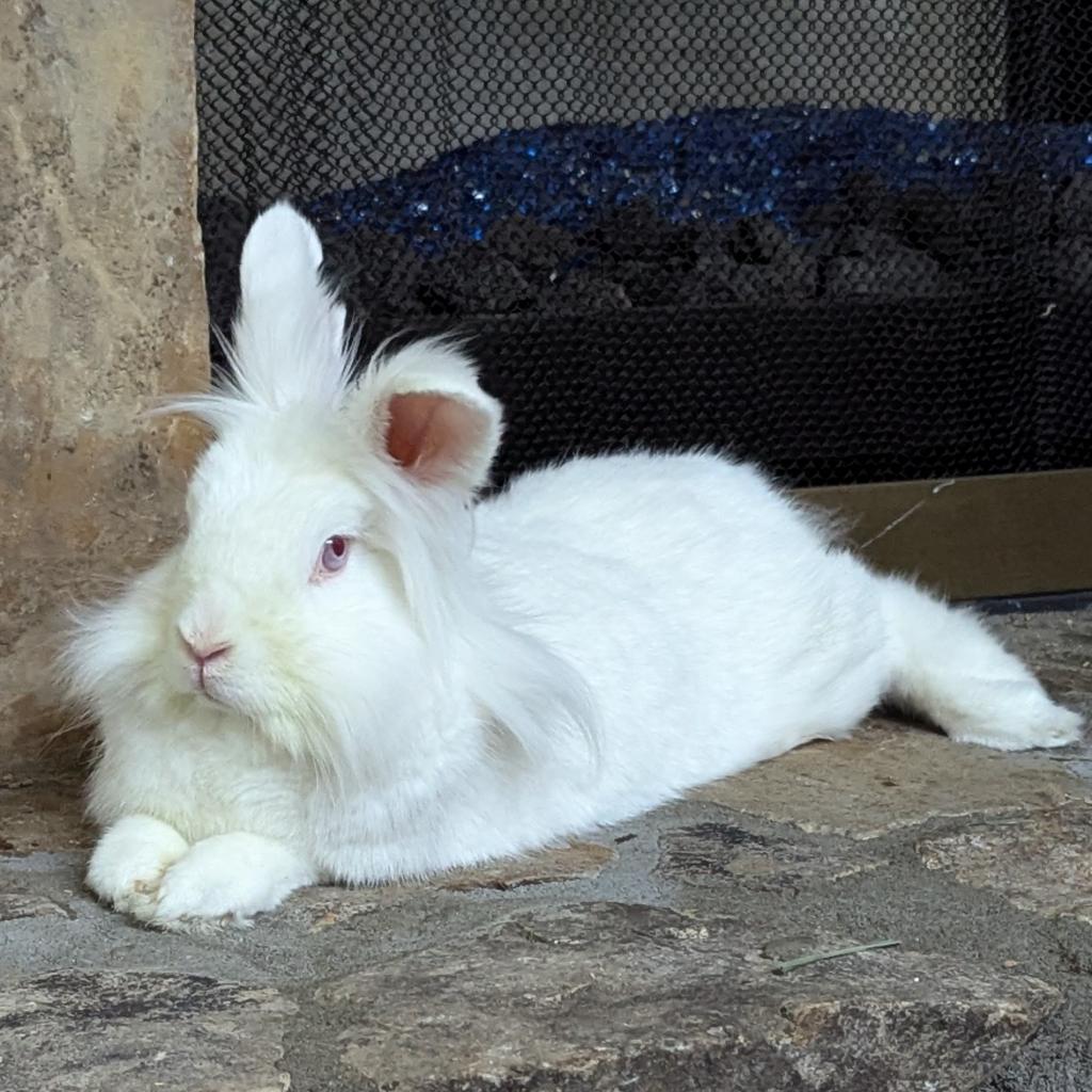Liliana, a Adoptable Lionhead in Kennesaw, GA image 6/6