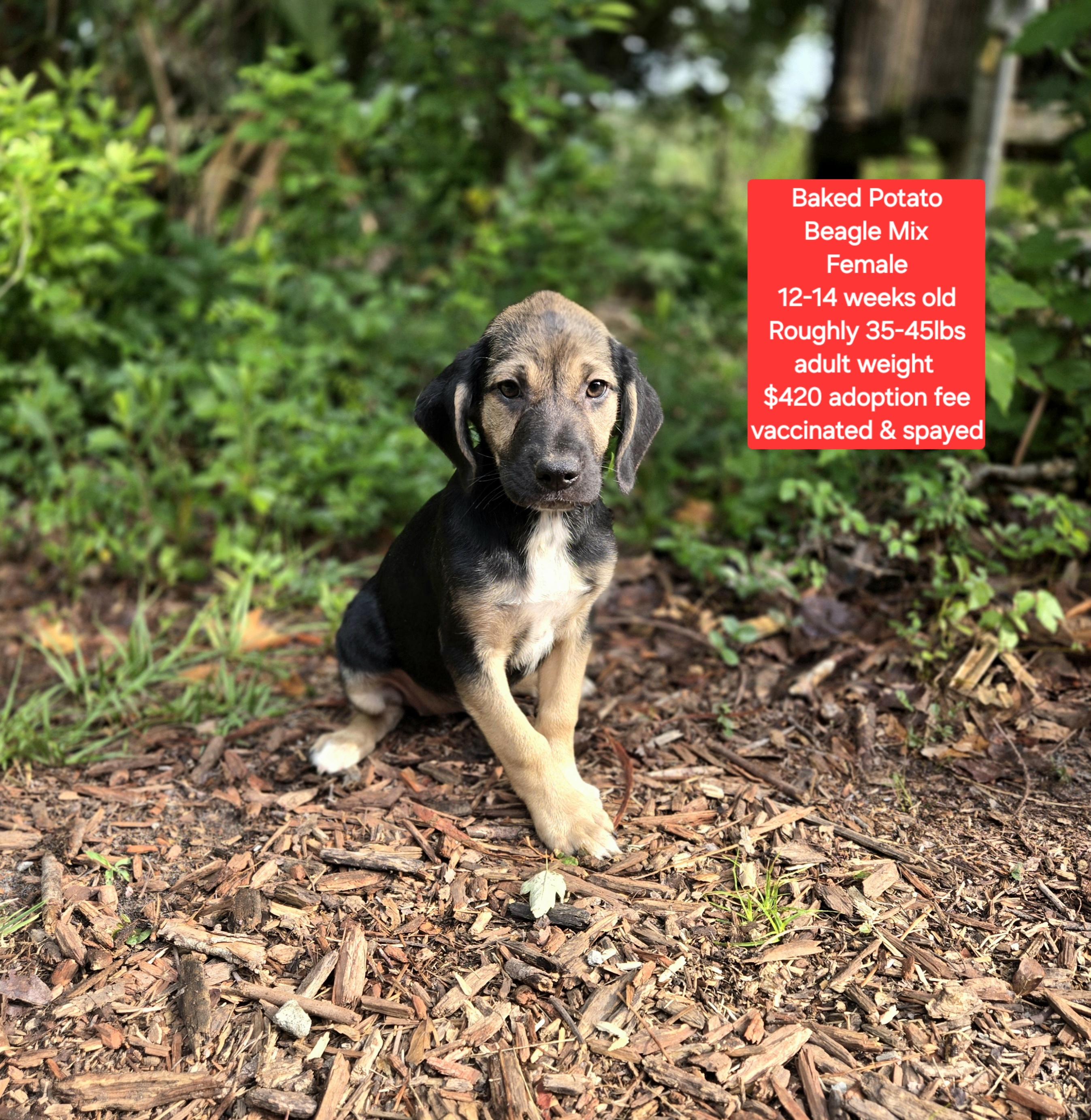 Baked Potato , ADOPTABLE, Puppy Female Beagle.