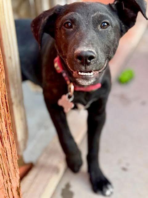 Levi, Adoptable, Young Male Australian Cattle Dog / Blue Heeler.