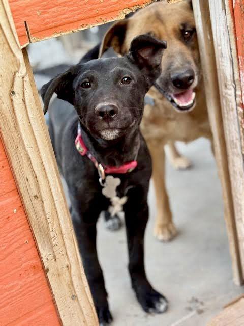 Levi, a Adoptable Australian Cattle Dog / Blue Heeler in Williamsburg, NM image 2/3