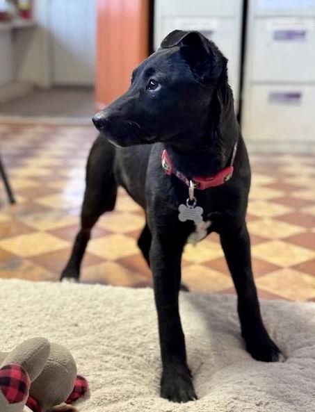 Levi, a Adoptable Australian Cattle Dog / Blue Heeler in Williamsburg, NM image 3/3
