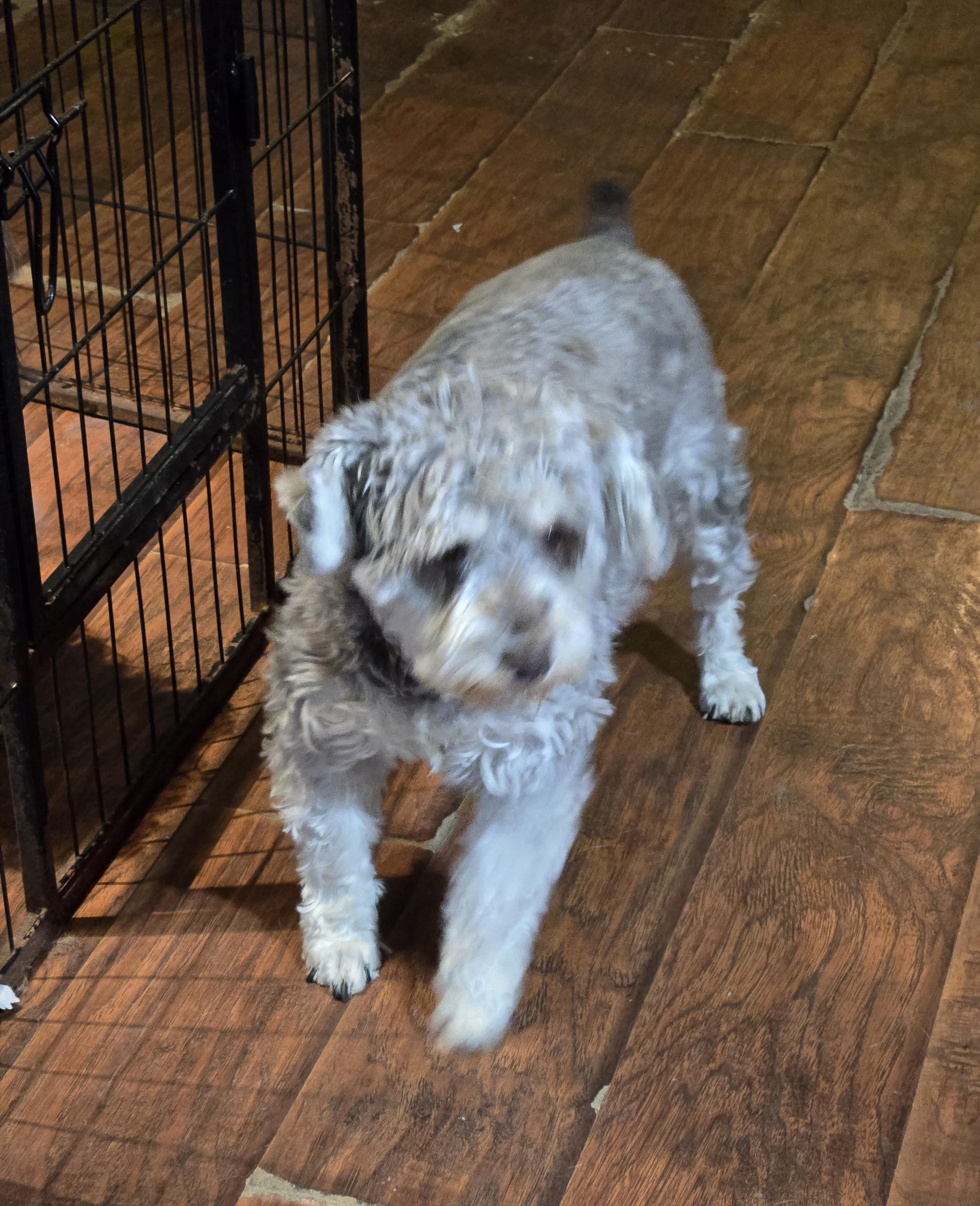 Enlarge Anna, a Adoptable Schnauzer in Suffolk, VA image 1/2