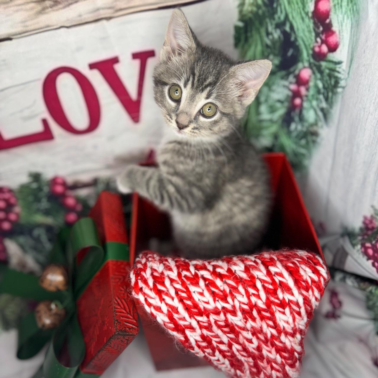 Cookie Dough thumbnail 2