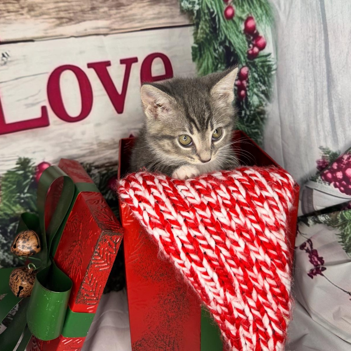 Cookie Dough thumbnail 3