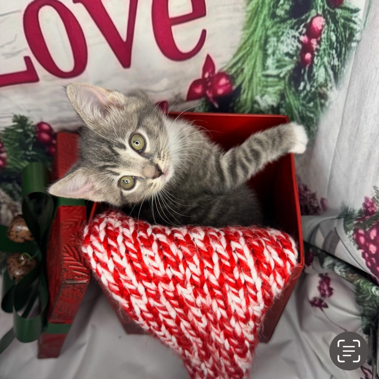 Cookie Dough thumbnail 5