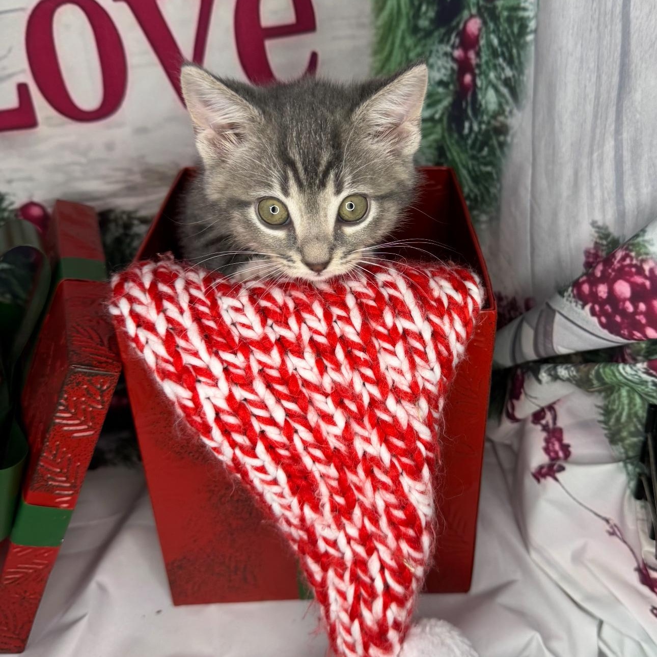 Cookie Dough thumbnail 6