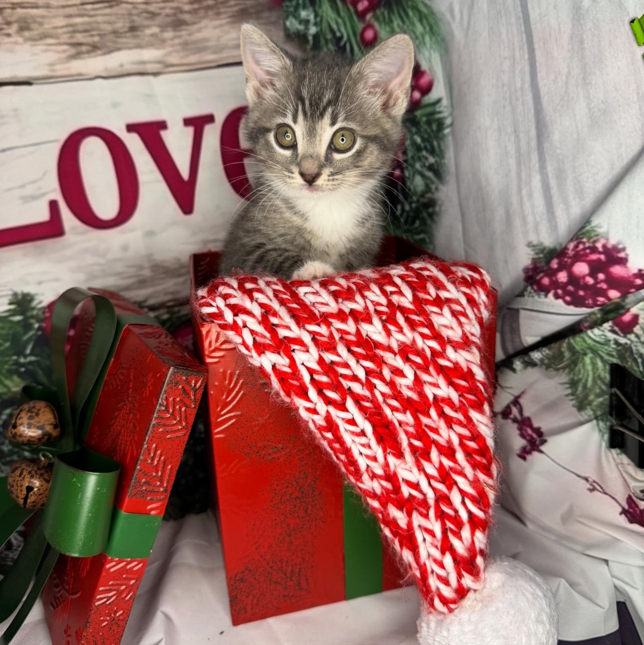 Cookie Dough thumbnail 7