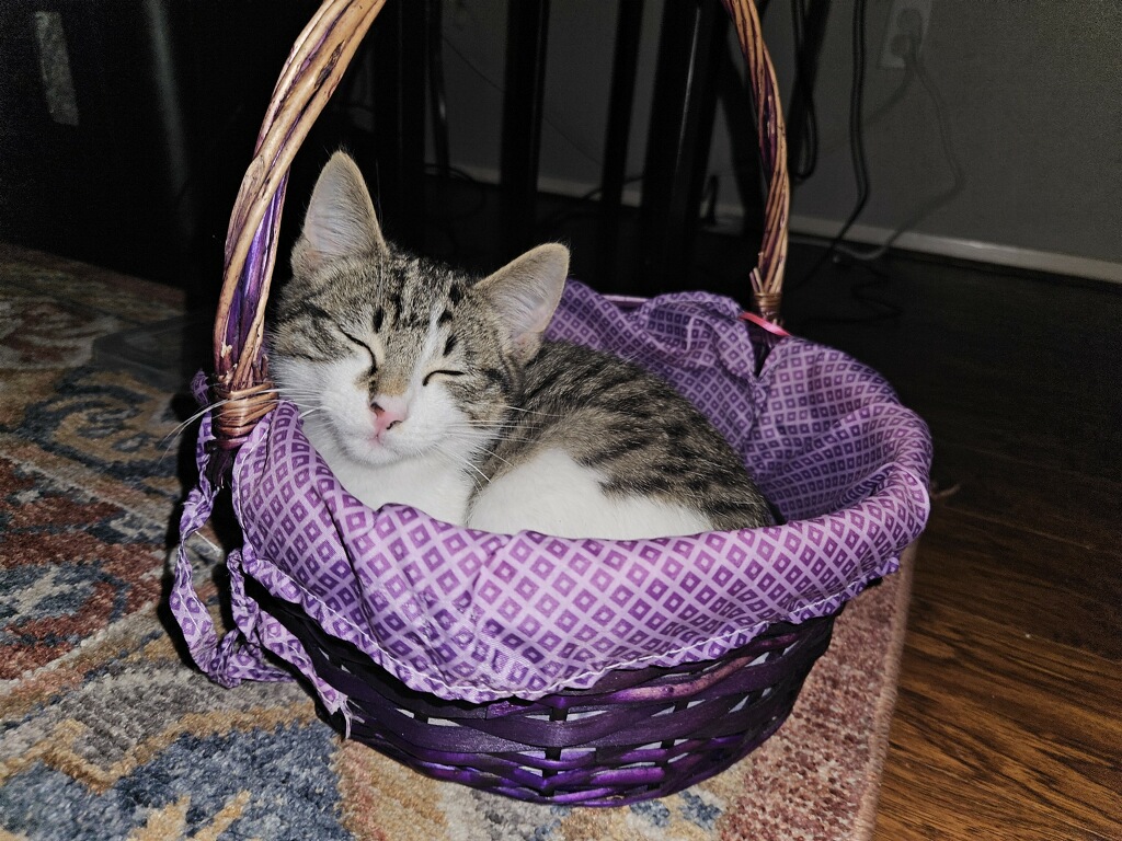 Moose, Young Male Domestic Short Hair