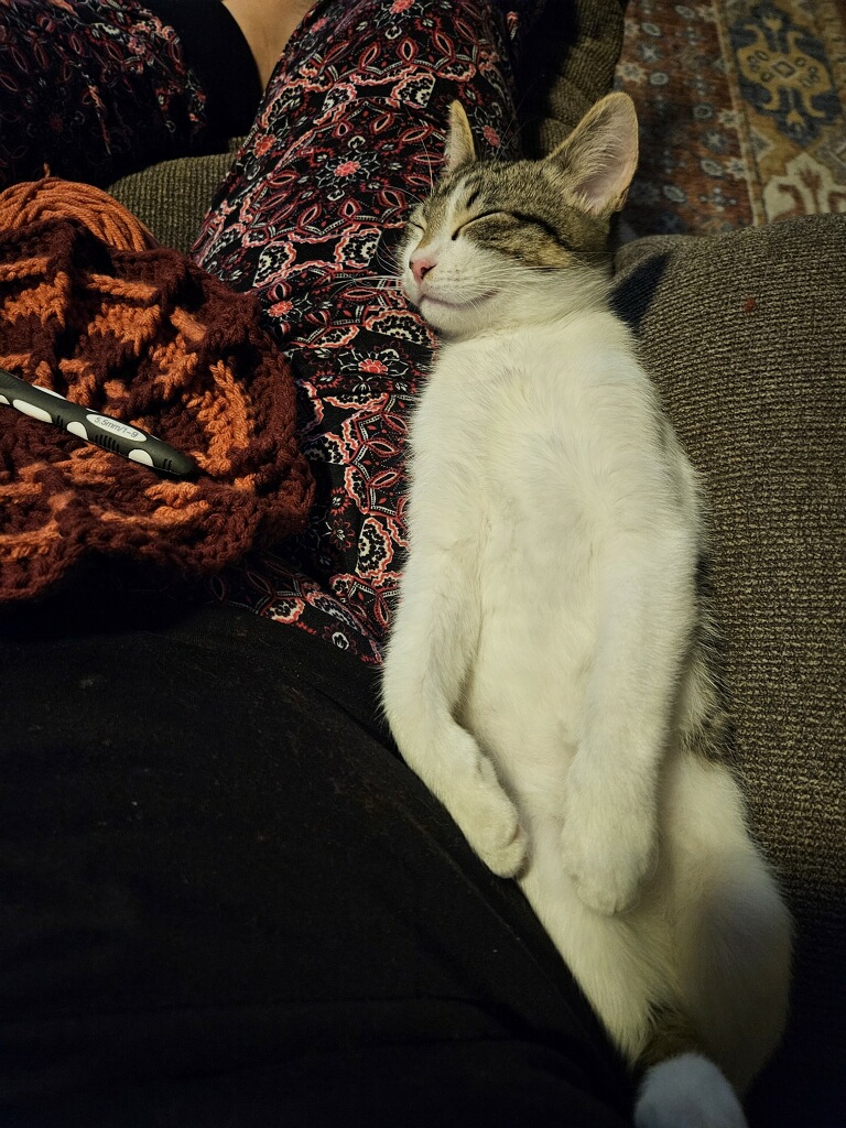 Moose, a Adoptable Domestic Short Hair in Huffman, TX image 2/2