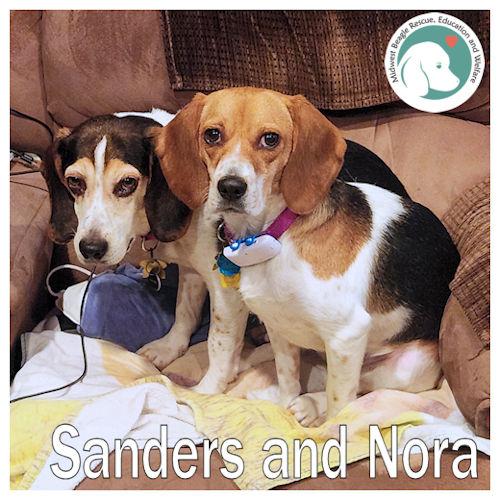 Nora and Sanders (Bonded Pair), ADOPTABLE, Adult Male Beagle.