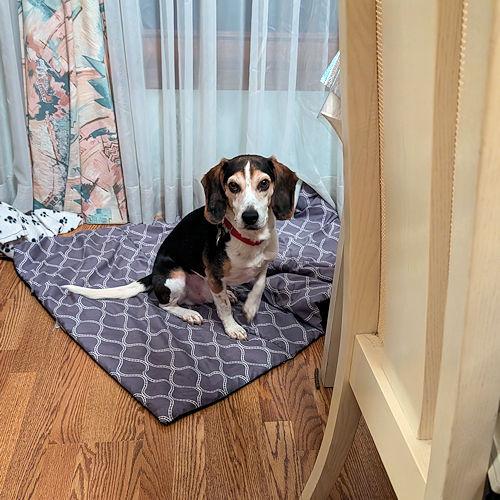 Enlarge Nora and Sanders (Bonded Pair), a ADOPTABLE Beagle in Toledo, OH image 3/5