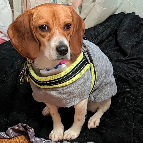 Enlarge Nora and Sanders (Bonded Pair), a ADOPTABLE Beagle in Toledo, OH image 5/5
