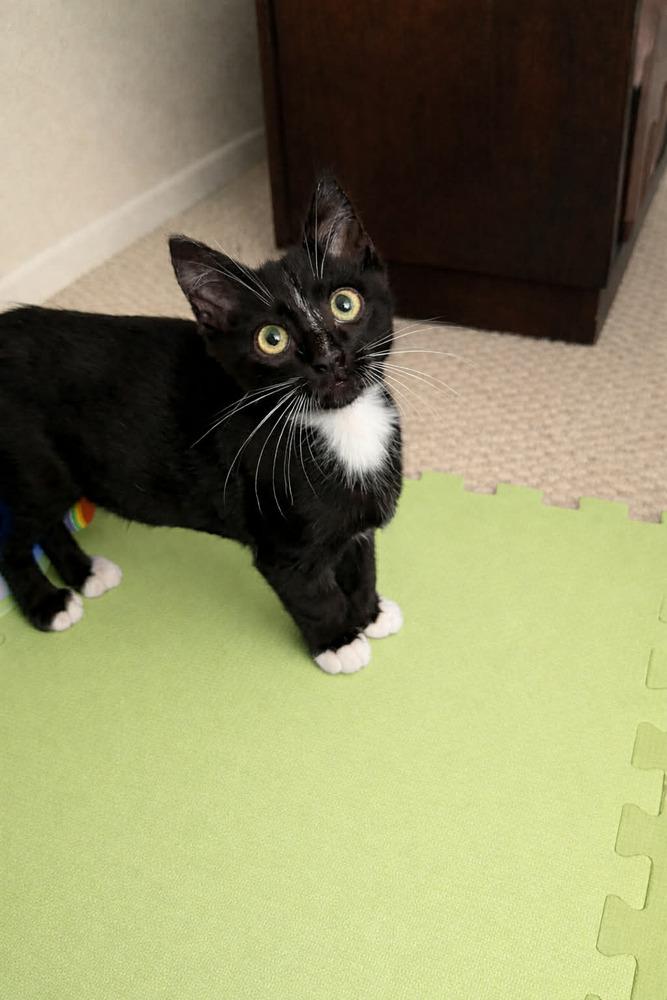 Nickel, Adoptable, Kitten Male Domestic Short Hair.