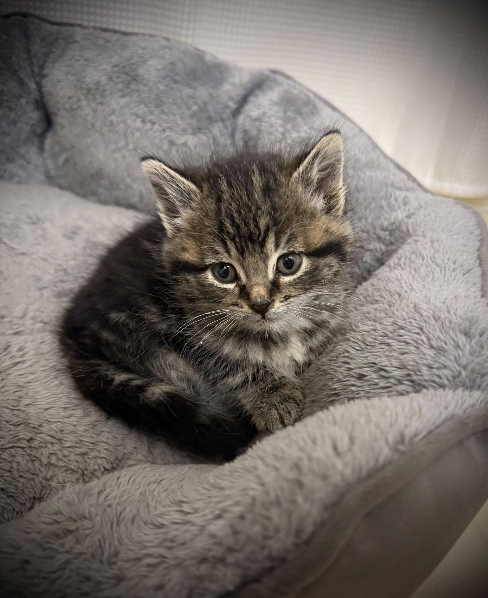 Scoot, Adoptable, Kitten Female Domestic Short Hair.