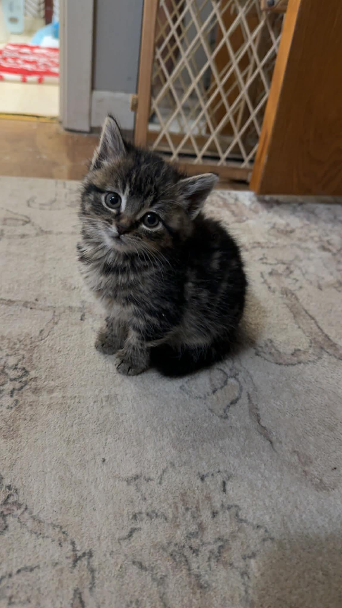 Scoot, a Adoptable Domestic Short Hair in Cando, ND image 2/2
