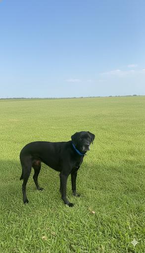 Moses, Adoptable, Adult Male Black Labrador Retriever.