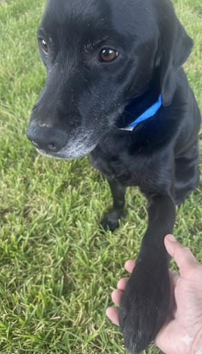 Enlarge Moses, a Adoptable Black Labrador Retriever in Bakersfield, CA image 2/3