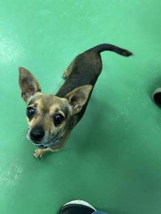Enlarge Maggies, a Adoptable Chihuahua in Sterling Heights, MI image 1/2