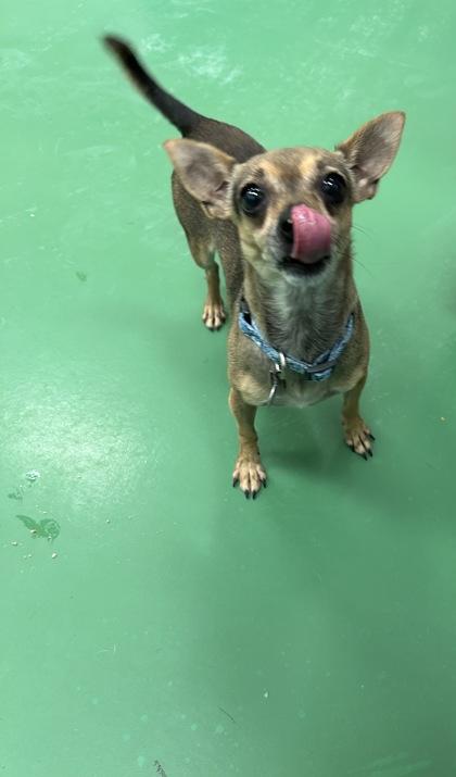 Enlarge Maggies, a Adoptable Chihuahua in Sterling Heights, MI image 2/2