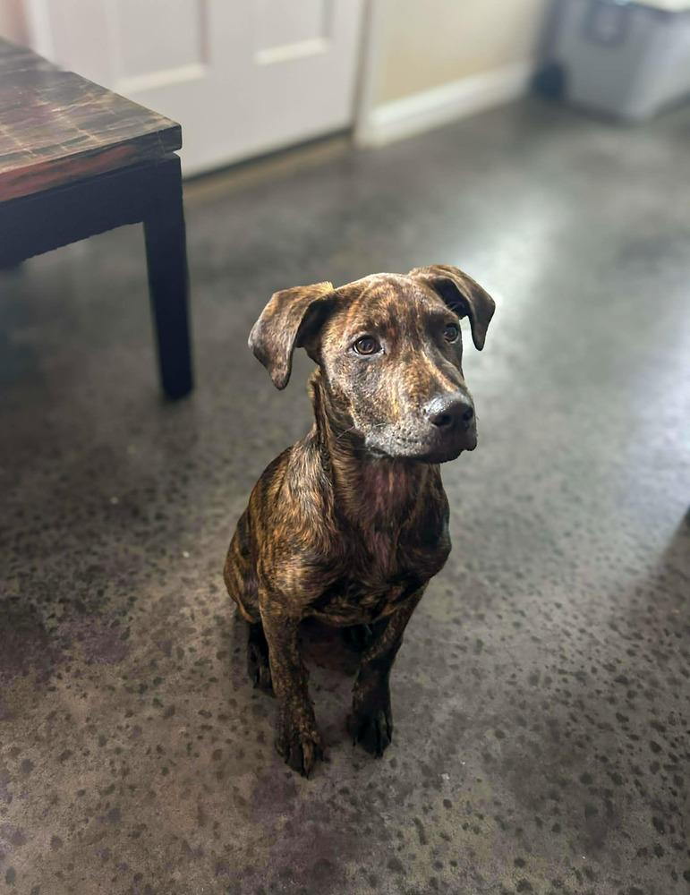 Enlarge Zico, a Adoptable mixed breed in Statesboro, GA image 1/4