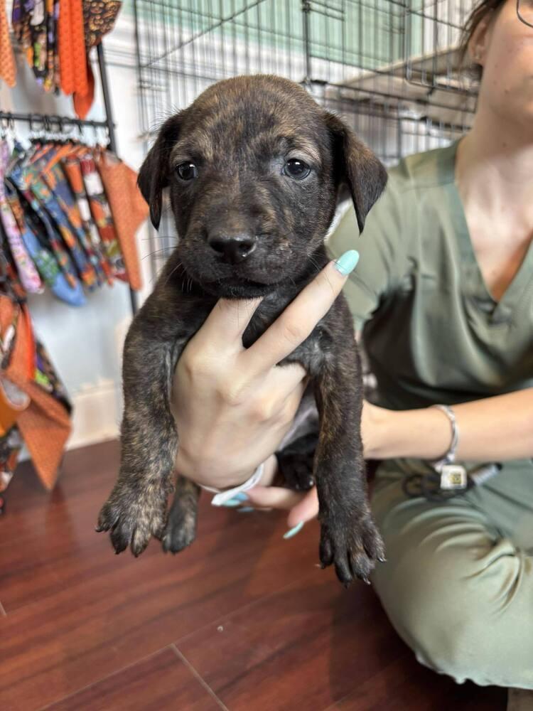 Zico, Adoptable, Puppy Male Mixed Breed.